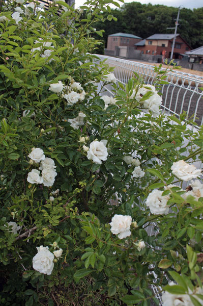 切り花で楽しもう グラニーがこれから 切り花で楽しもう グラニーがこれから