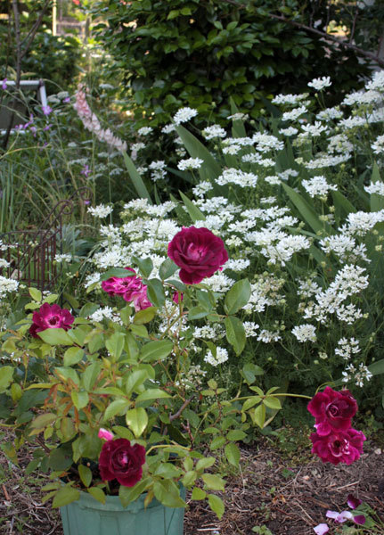 赤い薔薇キング 美しいクロッカスローズ 赤い薔薇キング 美しいクロッカスローズ