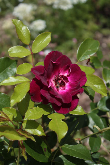 赤い薔薇キング 美しいクロッカスローズ 赤い薔薇キング 美しいクロッカスローズ