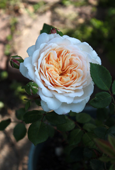 赤い薔薇キング 美しいクロッカスローズ 赤い薔薇キング 美しいクロッカスローズ