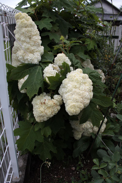 薔薇の季節におわりを告げる頃 ピエールドゥロンサールのカット 薔薇の季節におわりを告げる頃 ピエールドゥロンサールのカット