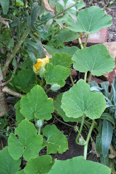 夏の薔薇とお遊びな野菜 夏の薔薇とお遊びな野菜