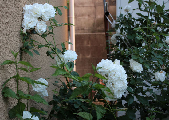 今日も薔薇しかない 今日も薔薇しかない