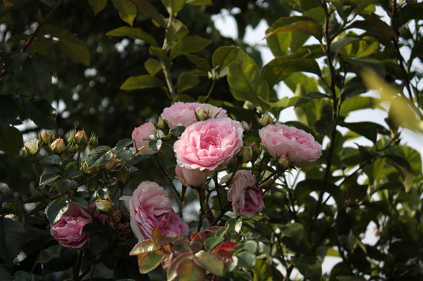 今日も薔薇しかない 今日も薔薇しかない