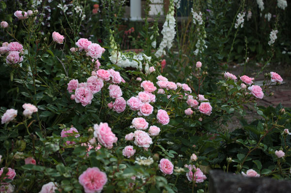 ピンクの薔薇 爆咲 ピンクの薔薇 爆咲