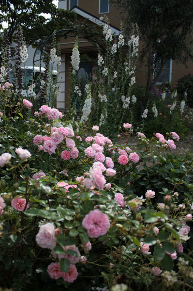ピンクの薔薇 爆咲 ピンクの薔薇 爆咲