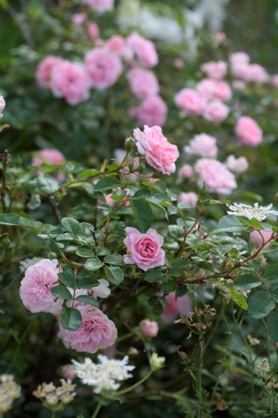 ピンクの薔薇 爆咲 ピンクの薔薇 爆咲