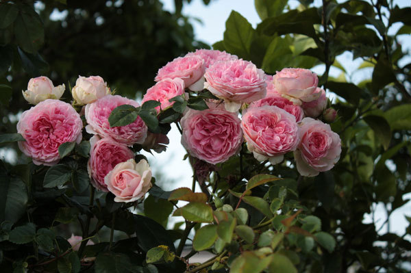 ピンクの薔薇 爆咲 ピンクの薔薇 爆咲
