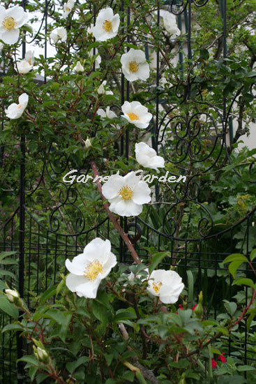 白木香(白モッコウ)薔薇 白木香(白モッコウ)薔薇