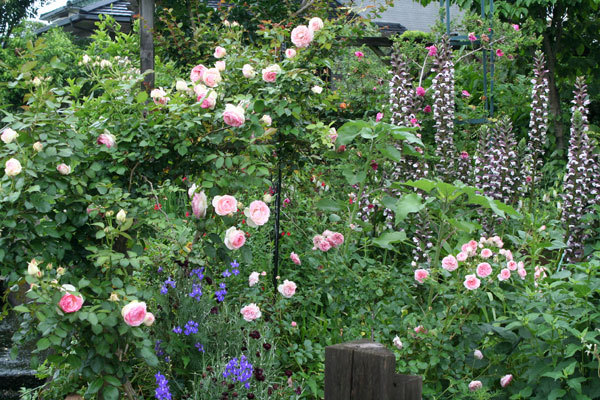 梅雨入り 薔薇は咲く 梅雨入り 薔薇は咲く