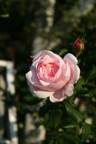 この頃の薔薇の長持ちが嬉しい。 この頃の薔薇の長持ちが嬉しい。