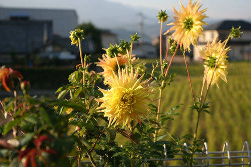 この頃の薔薇の長持ちが嬉しい。 この頃の薔薇の長持ちが嬉しい。