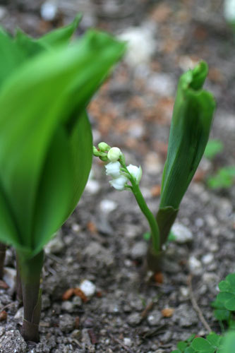 毎年同じ様なものが開花 毎年同じ様なものが開花