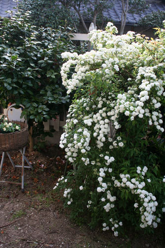 毎年同じ様なものが開花 毎年同じ様なものが開花