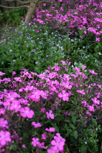 毎年同じ様なものが開花 毎年同じ様なものが開花