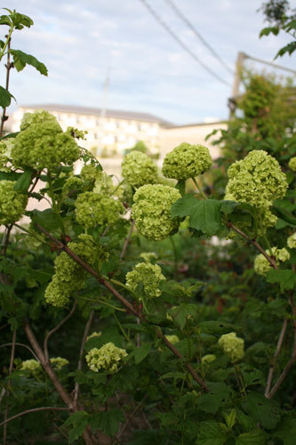 毎年同じ様なものが開花 毎年同じ様なものが開花
