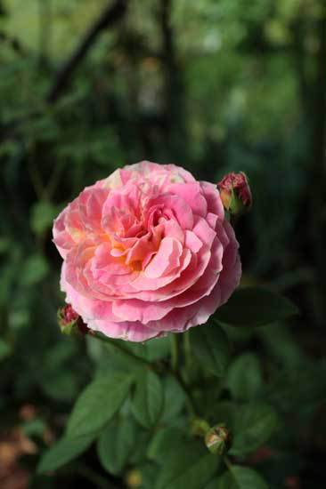 蒸し暑くって倒れそう。除草剤は如何なものか。 蒸し暑くって倒れそう。除草剤は如何なものか。