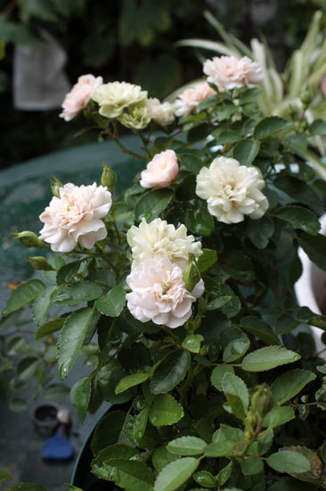 蒸し暑くって倒れそう。除草剤は如何なものか。 蒸し暑くって倒れそう。除草剤は如何なものか。