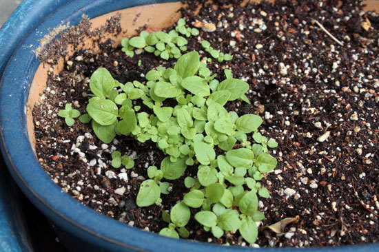 発芽の季節。ダリアが元気! 発芽の季節。ダリアが元気!