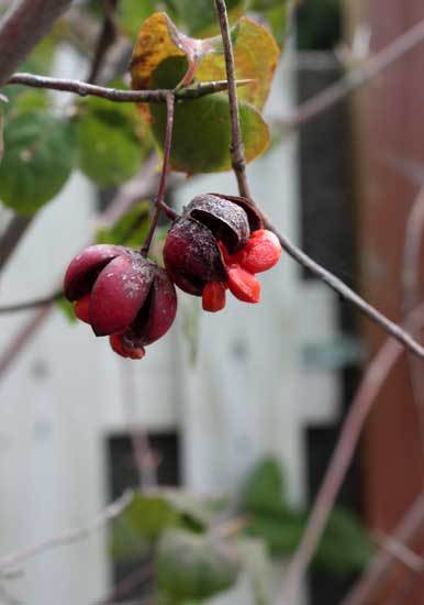 発芽の季節。ダリアが元気! 発芽の季節。ダリアが元気!