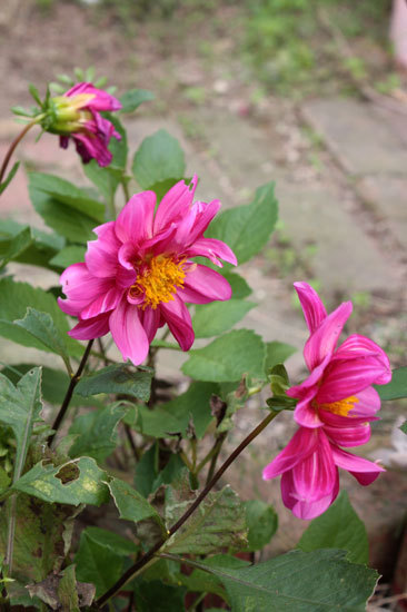 発芽の季節。ダリアが元気! 発芽の季節。ダリアが元気!