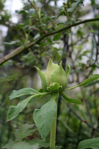 今日は蒸し暑い 雨後はいっそう植物が成長 今日は蒸し暑い 雨後はいっそう植物が成長