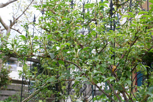 今日は蒸し暑い 雨後はいっそう植物が成長 今日は蒸し暑い 雨後はいっそう植物が成長