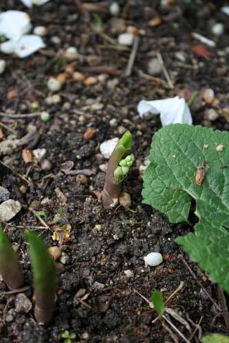今日は蒸し暑い 雨後はいっそう植物が成長 今日は蒸し暑い 雨後はいっそう植物が成長