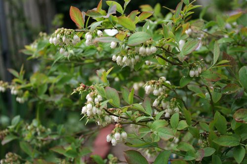 今日は蒸し暑い 雨後はいっそう植物が成長 今日は蒸し暑い 雨後はいっそう植物が成長
