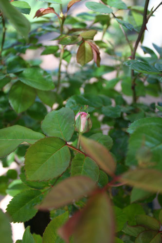 草取りは順調だけど、薔薇の挿し木 草取りは順調だけど、薔薇の挿し木