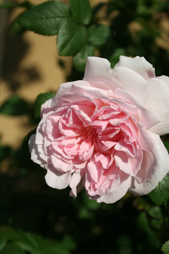 ついに来た!薔薇の開花宣言だよ ついに来た!薔薇の開花宣言だよ