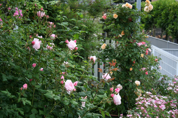薔薇全盛 薔薇全盛