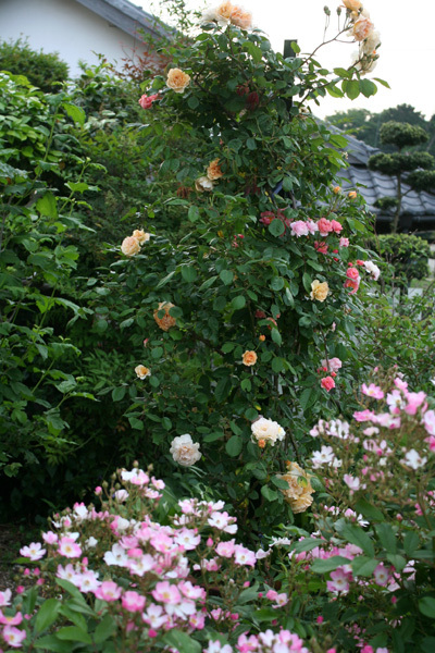 薔薇全盛 薔薇全盛