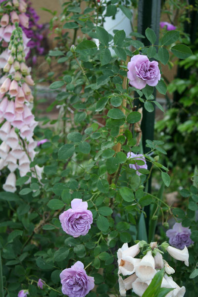 薔薇全盛 薔薇全盛