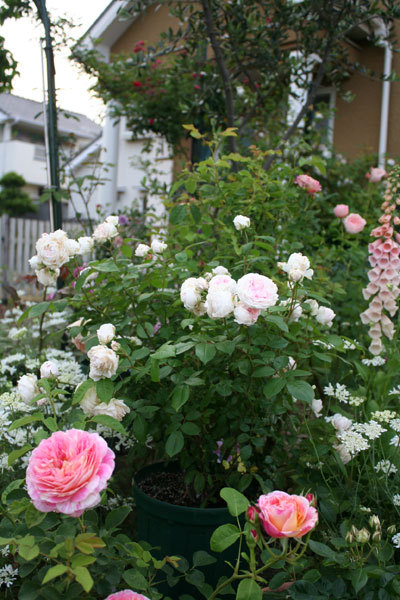 薔薇全盛 薔薇全盛