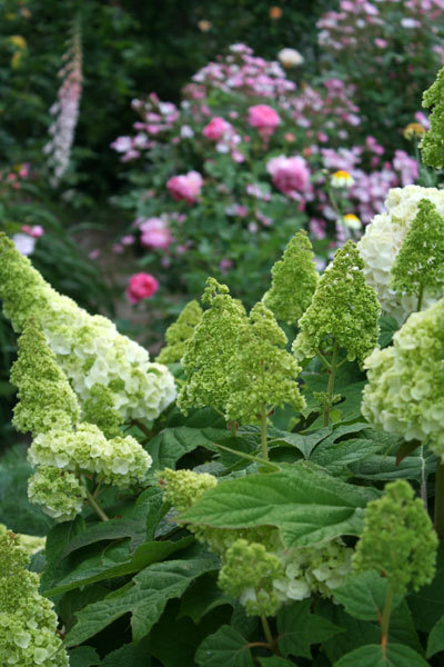薔薇全盛 薔薇全盛