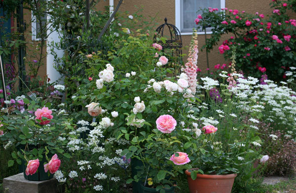 薔薇全盛 薔薇全盛