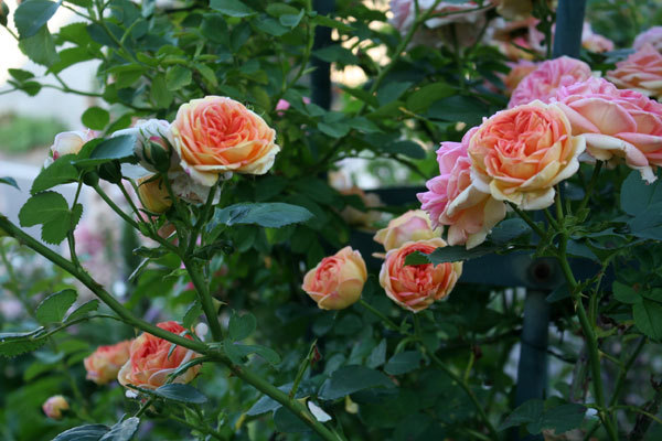 まだいけるよ薔薇 シャルル・ド・ミルが美しい まだいけるよ薔薇 シャルル・ド・ミルが美しい