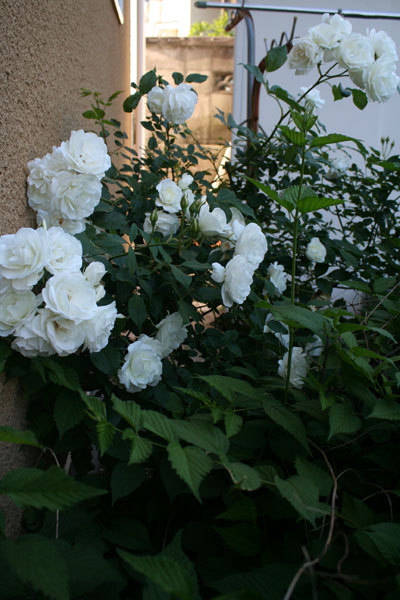 まだいけるよ薔薇 シャルル・ド・ミルが美しい まだいけるよ薔薇 シャルル・ド・ミルが美しい