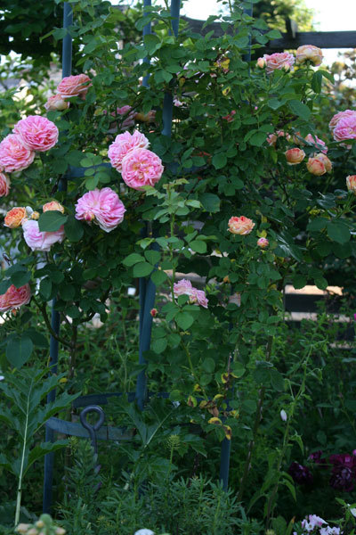 まだいけるよ薔薇 シャルル・ド・ミルが美しい まだいけるよ薔薇 シャルル・ド・ミルが美しい