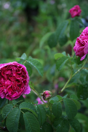 赤い薔薇 キングローズ&シャルル・ド・ミル 赤い薔薇 キングローズ&シャルル・ド・ミル