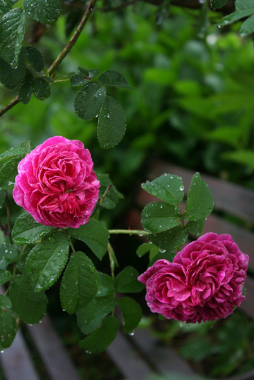 赤い薔薇 キングローズ&シャルル・ド・ミル 赤い薔薇 キングローズ&シャルル・ド・ミル