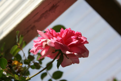ついに来た!薔薇の開花宣言だよ ついに来た!薔薇の開花宣言だよ