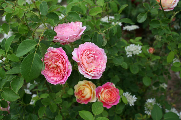 今からまだ咲く薔薇 コーネリアや切り花の挿し木 今からまだ咲く薔薇 コーネリアや切り花の挿し木