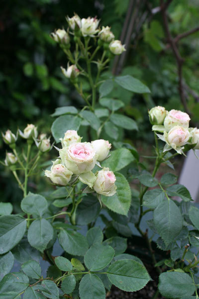 今からまだ咲く薔薇 コーネリアや切り花の挿し木 今からまだ咲く薔薇 コーネリアや切り花の挿し木