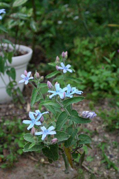 今からまだ咲く薔薇 コーネリアや切り花の挿し木 今からまだ咲く薔薇 コーネリアや切り花の挿し木