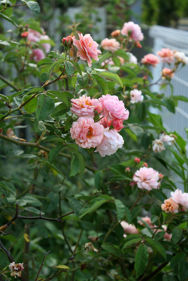 薔薇 切り花でじっくり見ると不思議な感じ 薔薇 切り花でじっくり見ると不思議な感じ