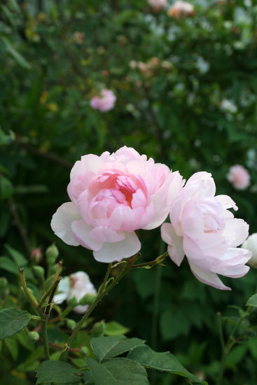 薔薇 切り花でじっくり見ると不思議な感じ 薔薇 切り花でじっくり見ると不思議な感じ