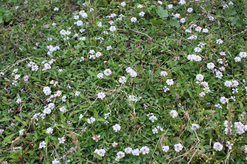 雨降らず。バフの2番花 雨降らず。バフの2番花