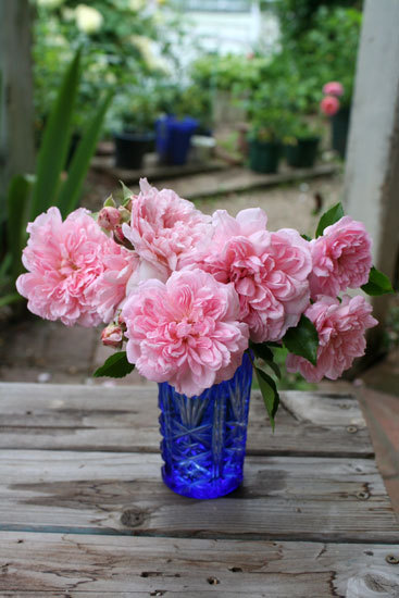 薔薇 切り花でじっくり見ると不思議な感じ 薔薇 切り花でじっくり見ると不思議な感じ